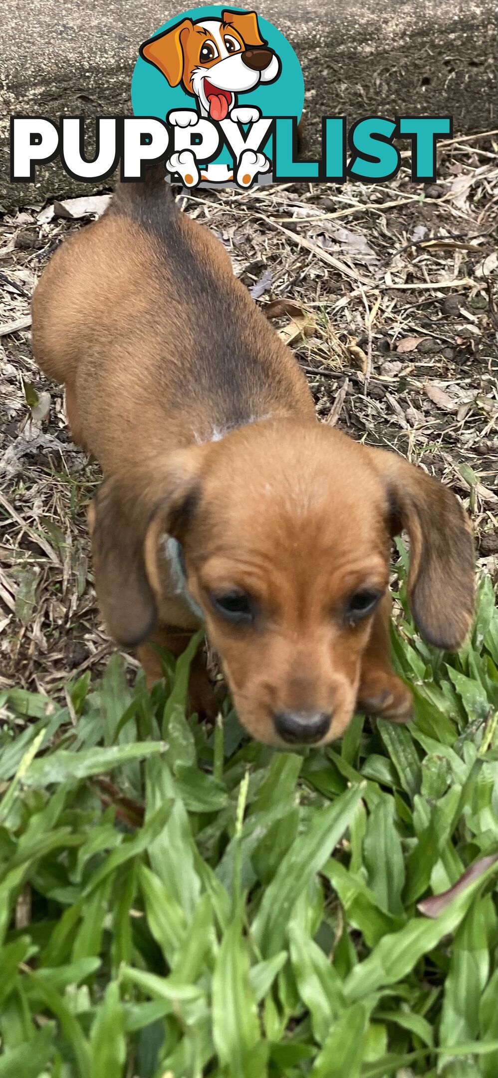 Purebred Mini Dachshund Puppies