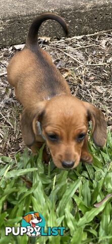 Purebred Mini Dachshund Puppies
