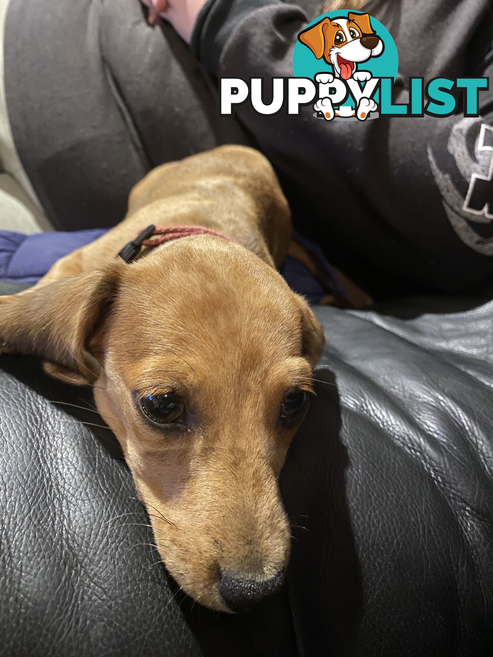 Purebred Mini Dachshund Puppies