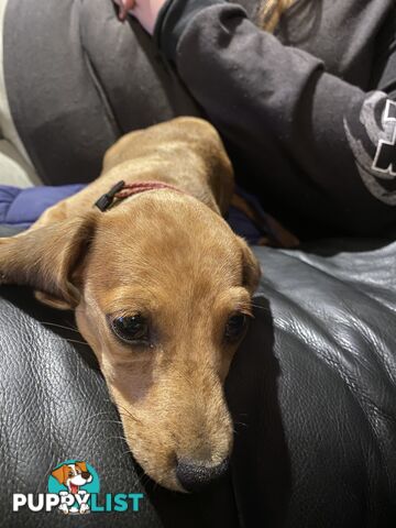 Purebred Mini Dachshund Puppies