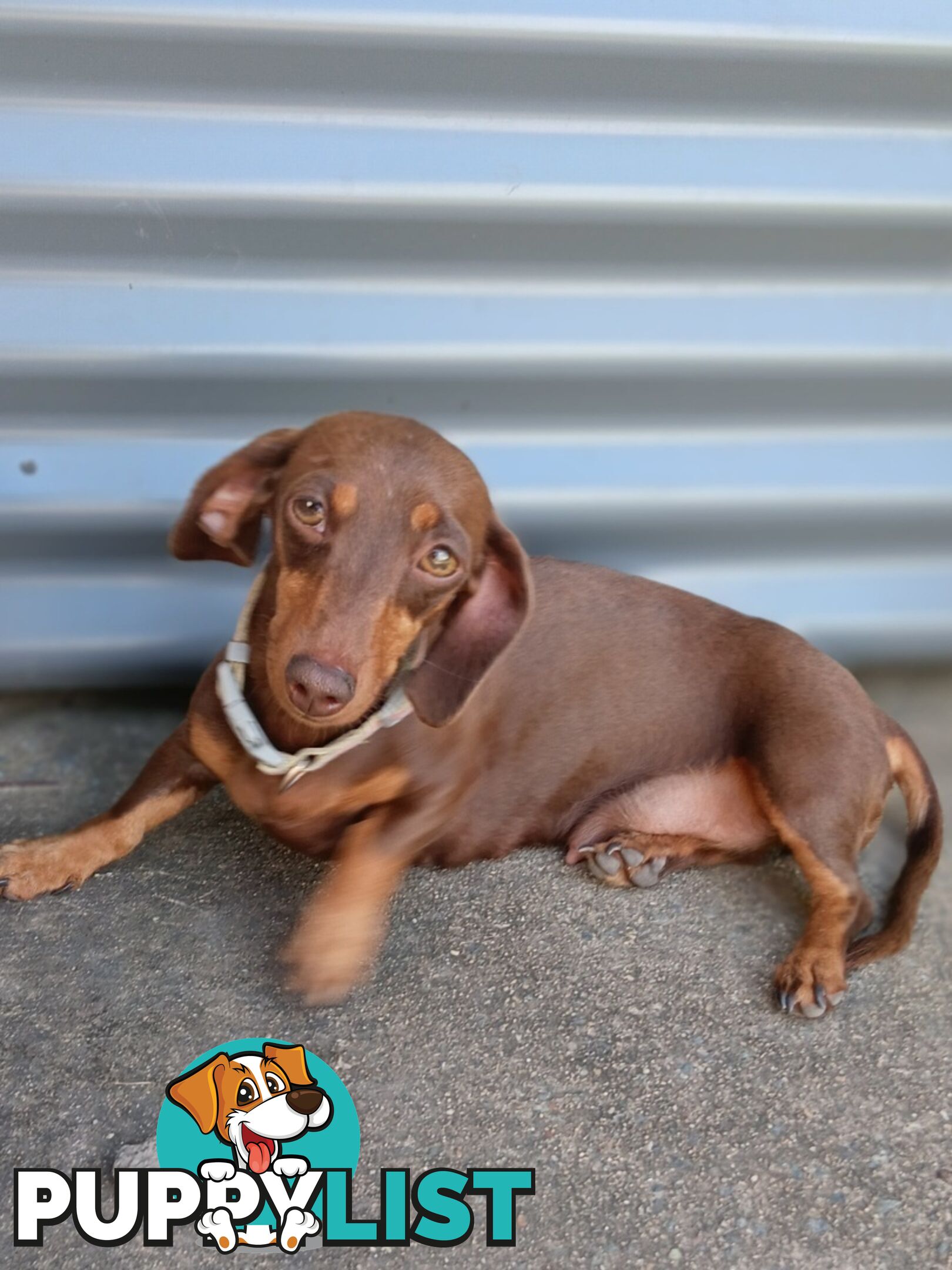 Purebred Mini Dachshund Puppies