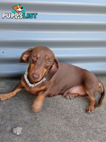 Purebred Mini Dachshund Puppies