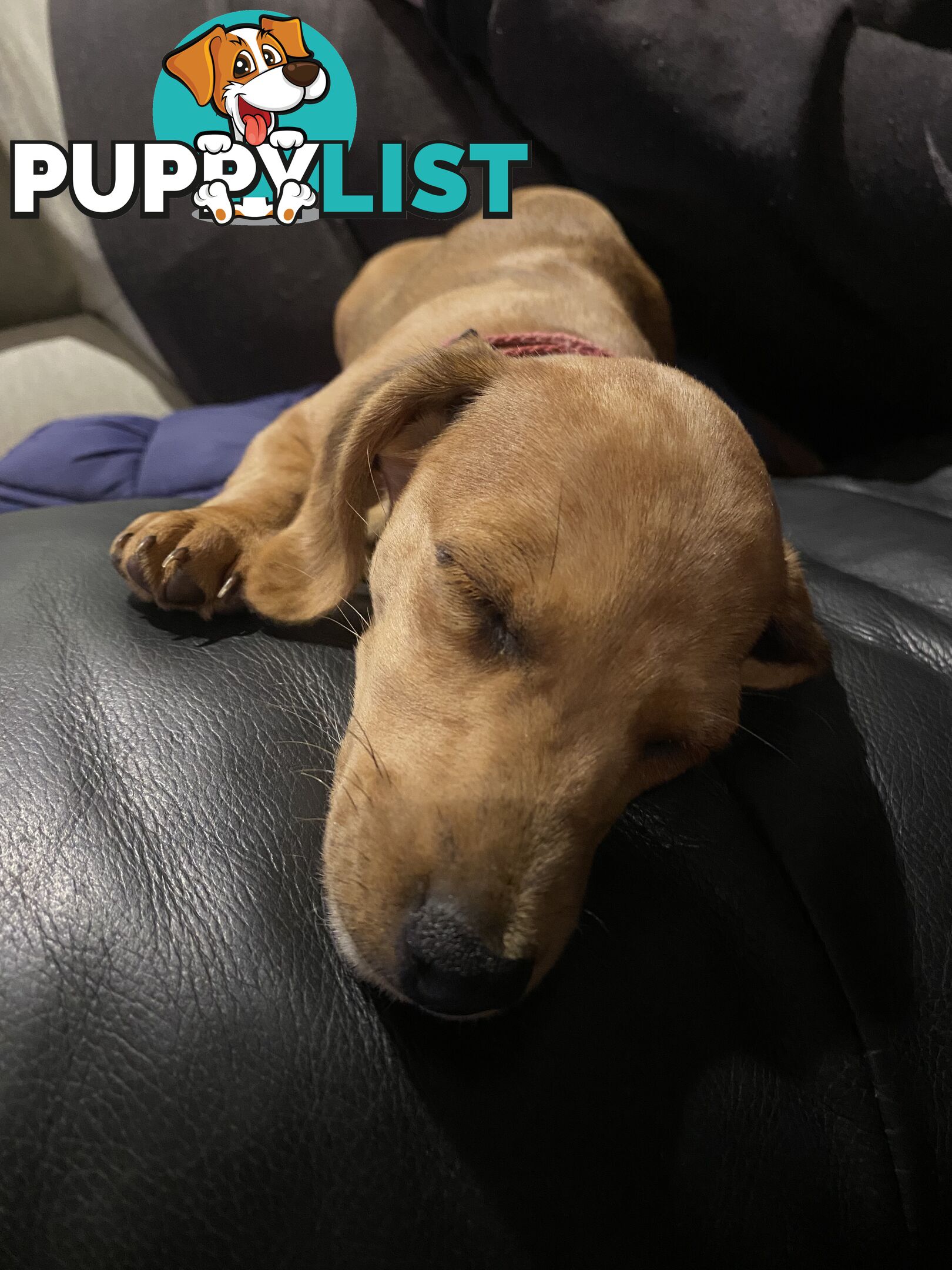 Purebred Mini Dachshund Puppies