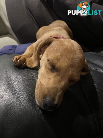 Purebred Mini Dachshund Puppies