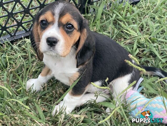 Absolutely beautiful Beaglier puppies