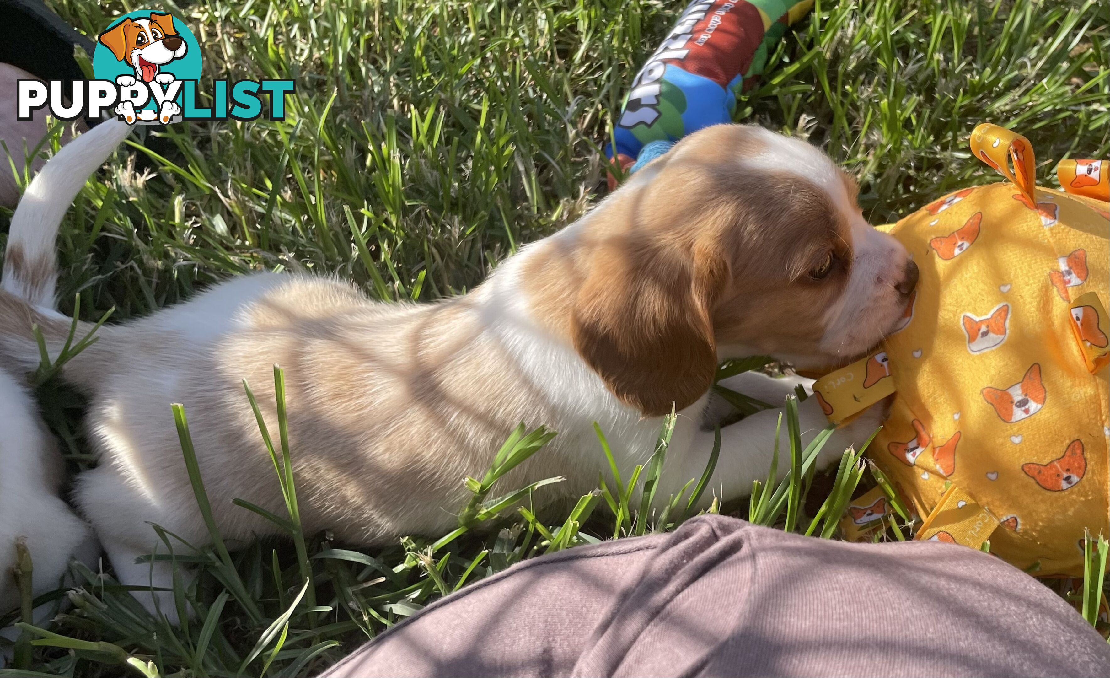 Absolutely beautiful Beaglier puppies