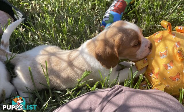 Absolutely beautiful Beaglier puppies