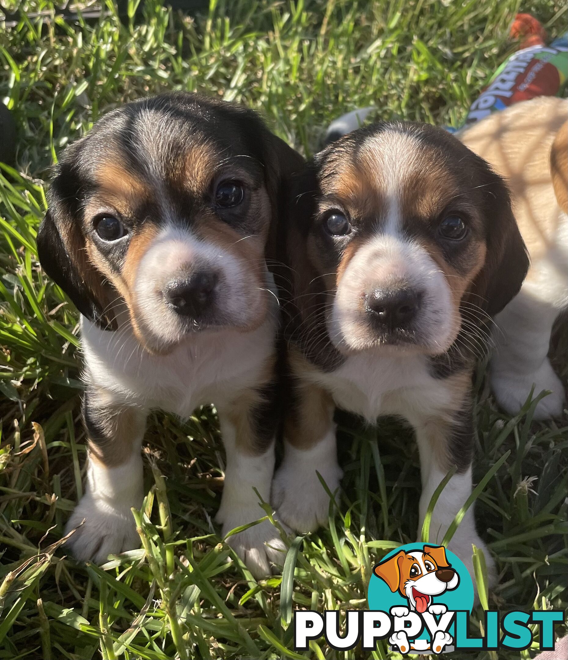 Absolutely beautiful Beaglier puppies