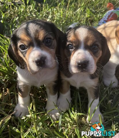 Absolutely beautiful Beaglier puppies