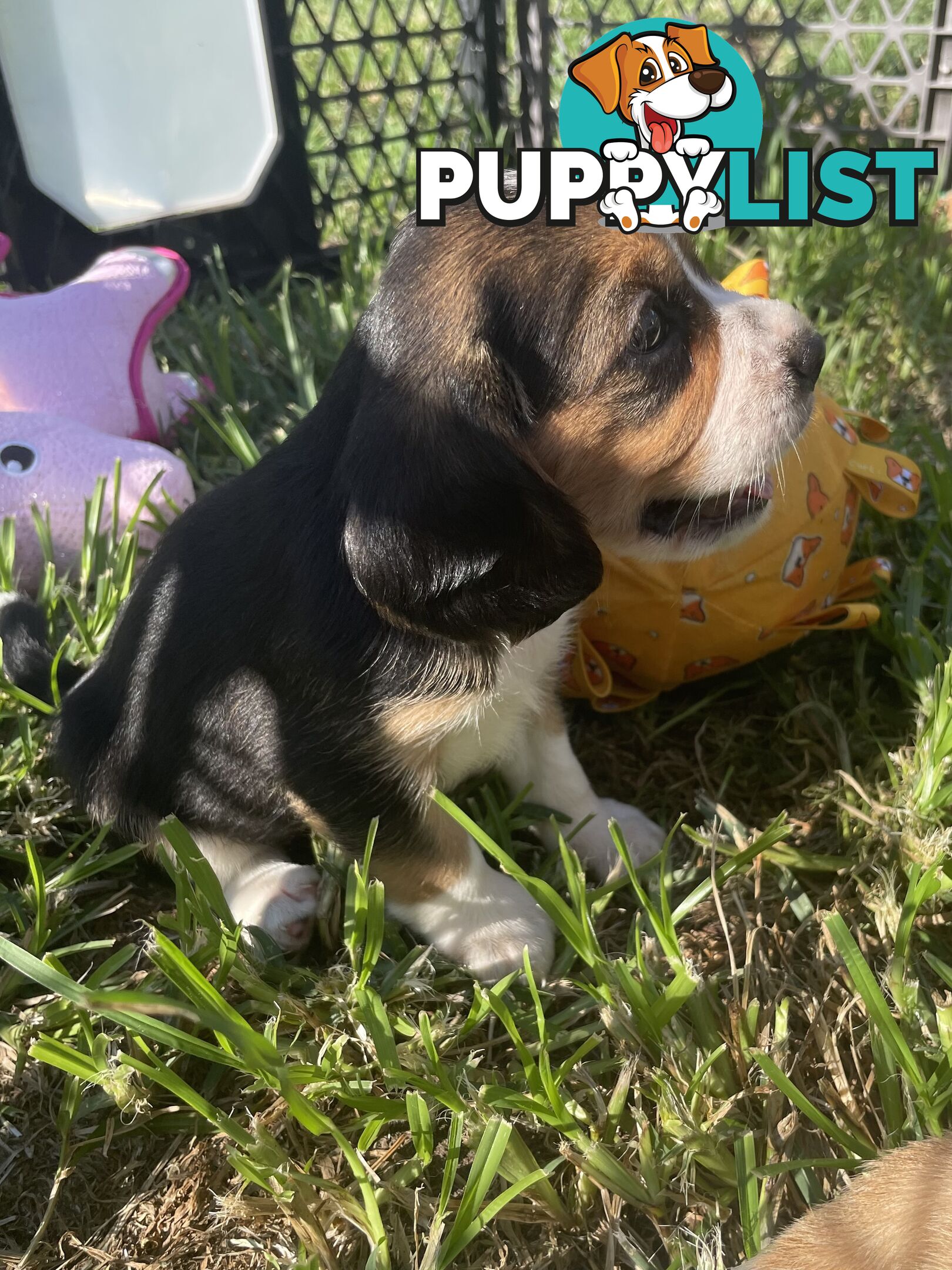 Absolutely beautiful Beaglier puppies