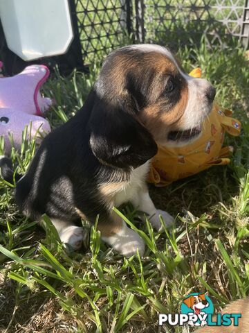 Absolutely beautiful Beaglier puppies