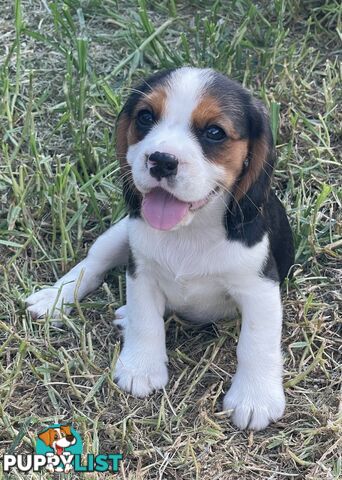 Absolutely beautiful Beaglier puppies