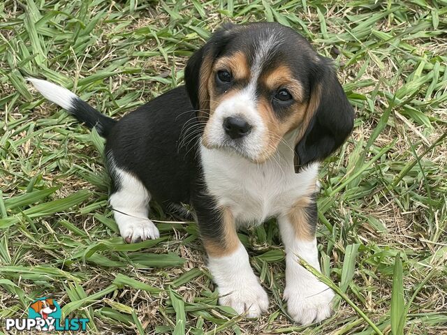 Absolutely beautiful Beaglier puppies