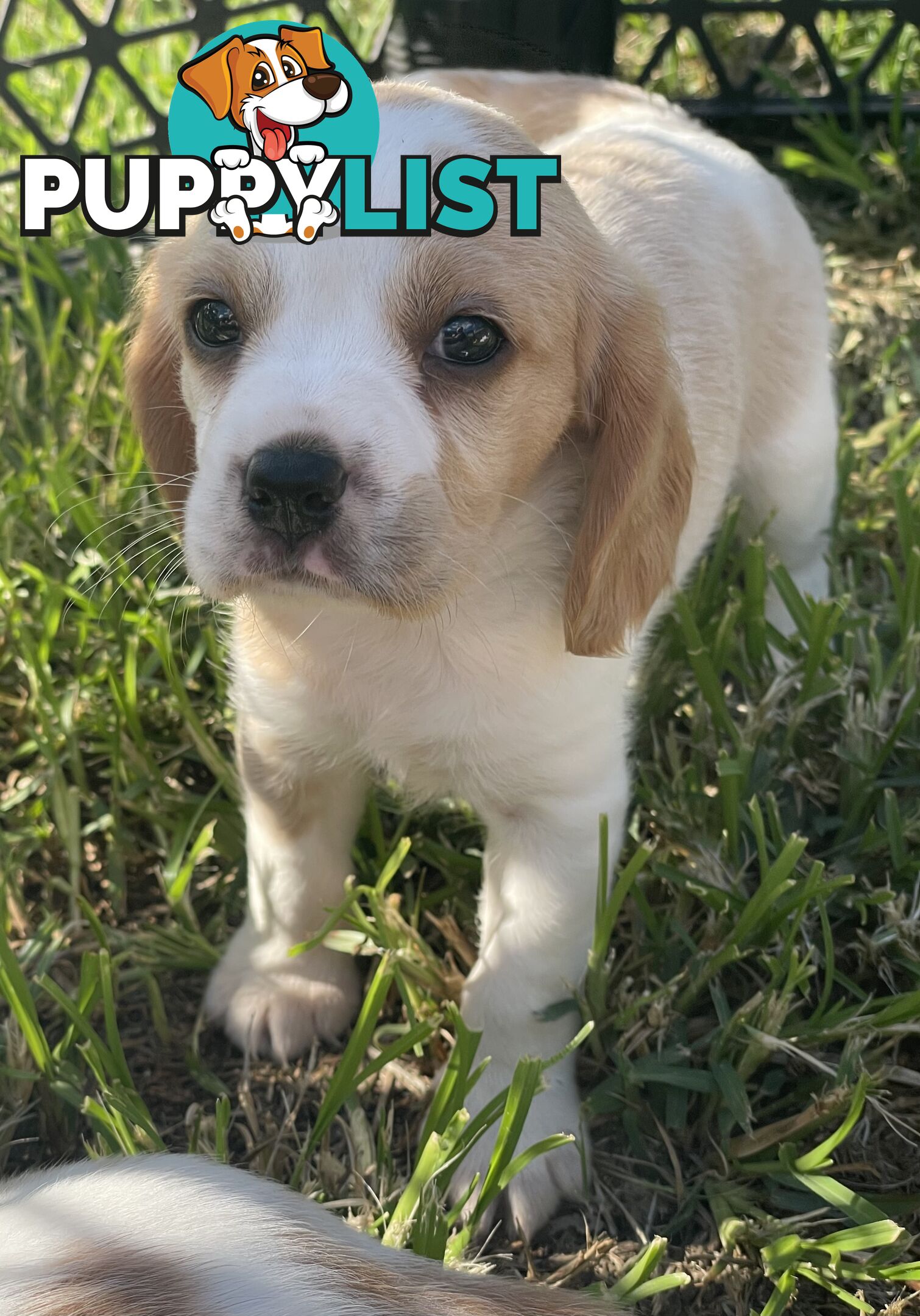 Absolutely beautiful Beaglier puppies