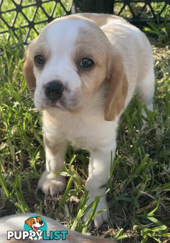 Absolutely beautiful Beaglier puppies