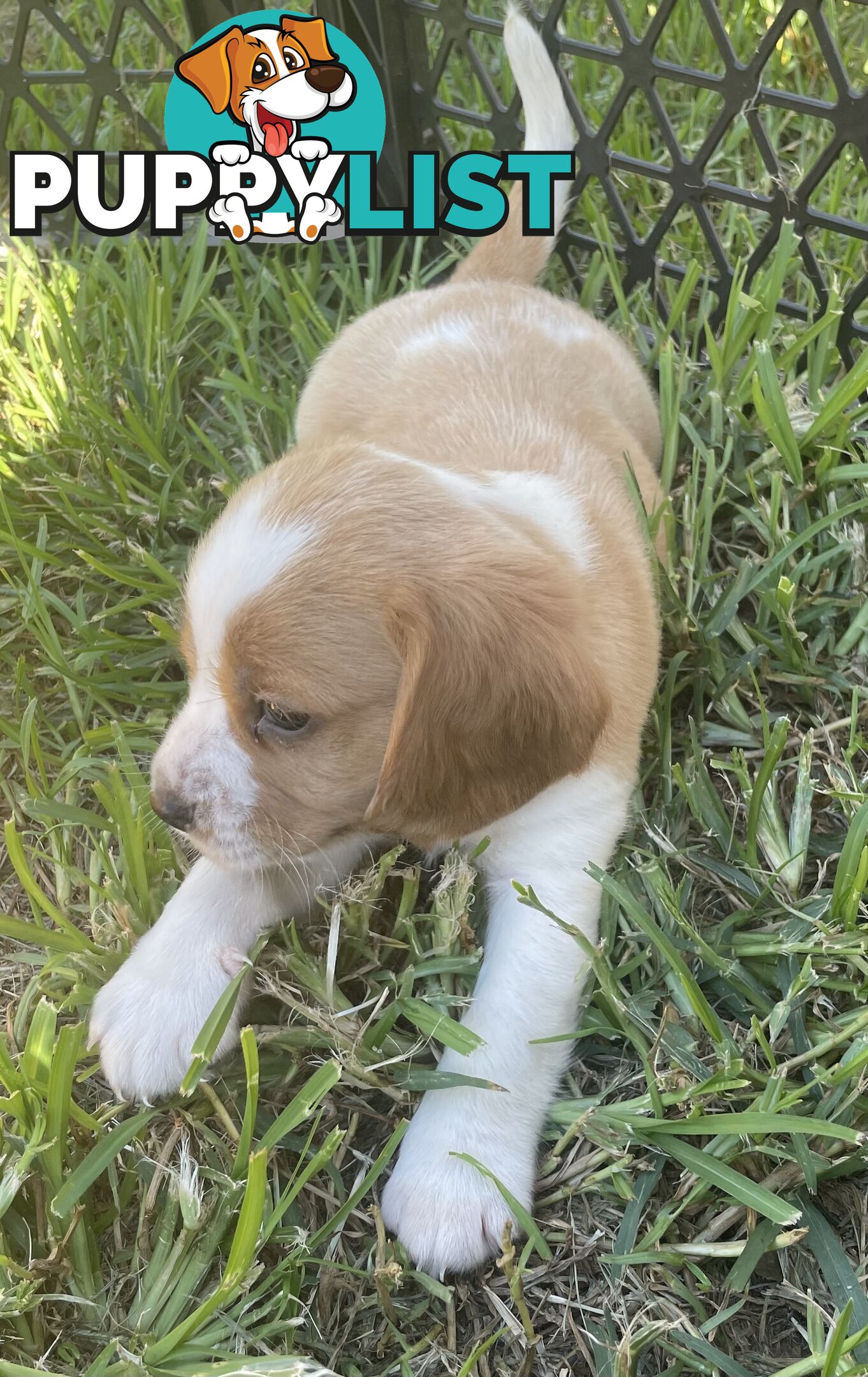 Absolutely beautiful Beaglier puppies