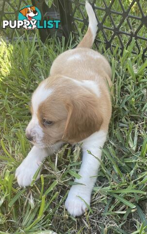 Absolutely beautiful Beaglier puppies