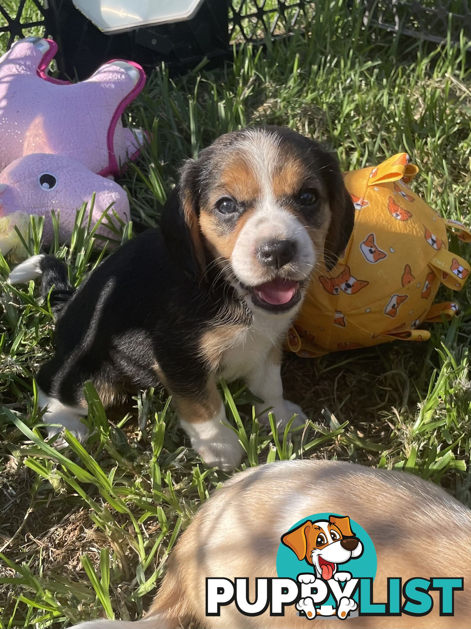 Absolutely beautiful Beaglier puppies