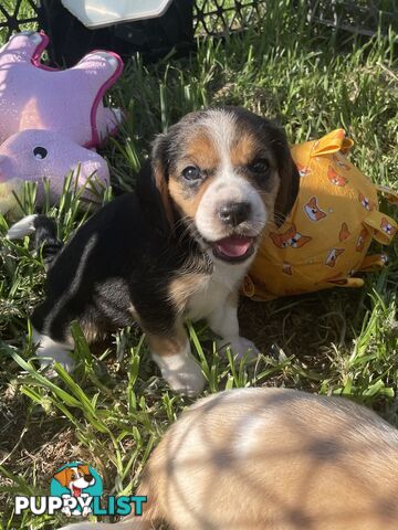 Absolutely beautiful Beaglier puppies