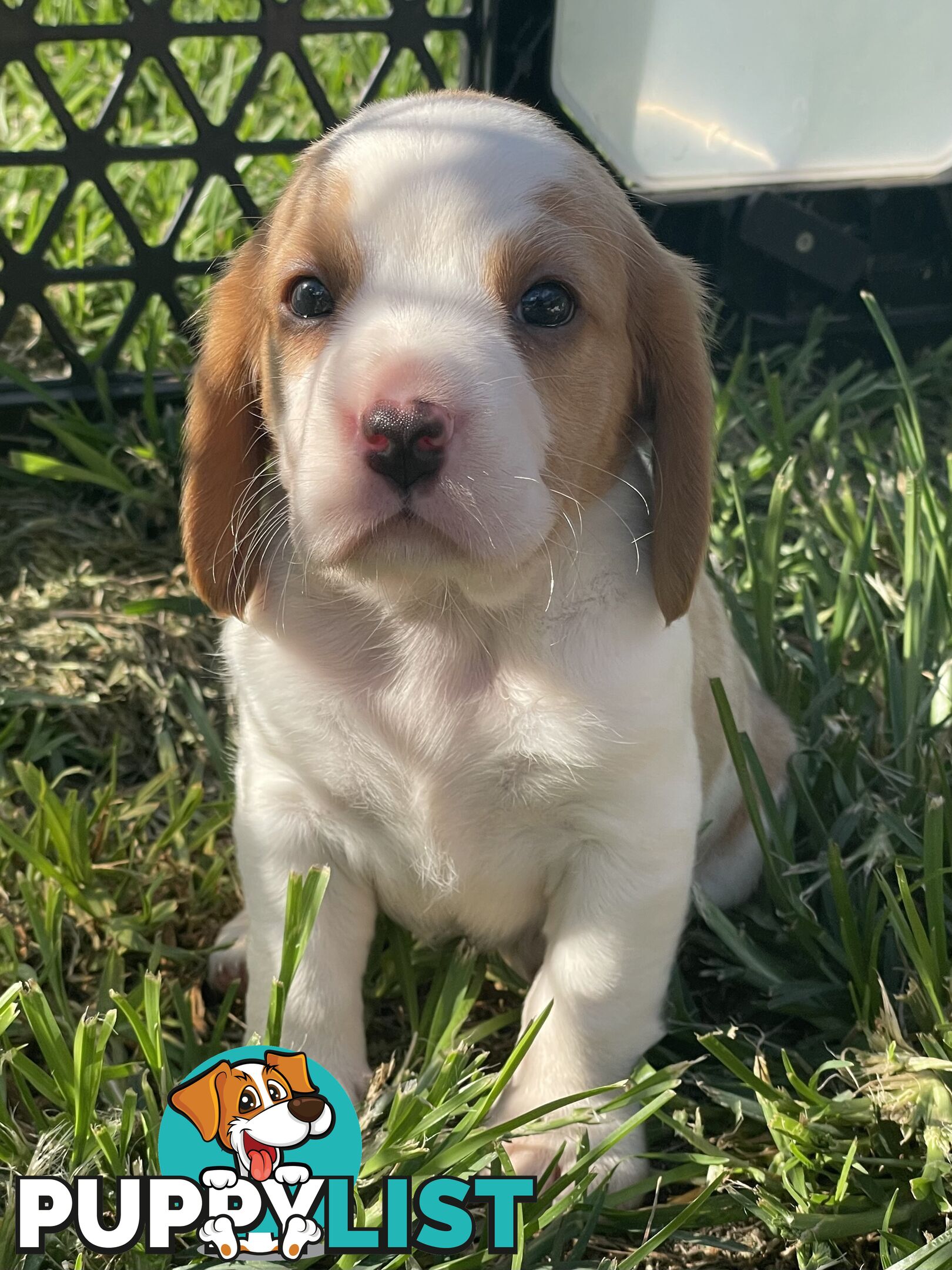 Absolutely beautiful Beaglier puppies