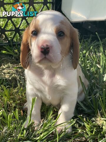 Absolutely beautiful Beaglier puppies