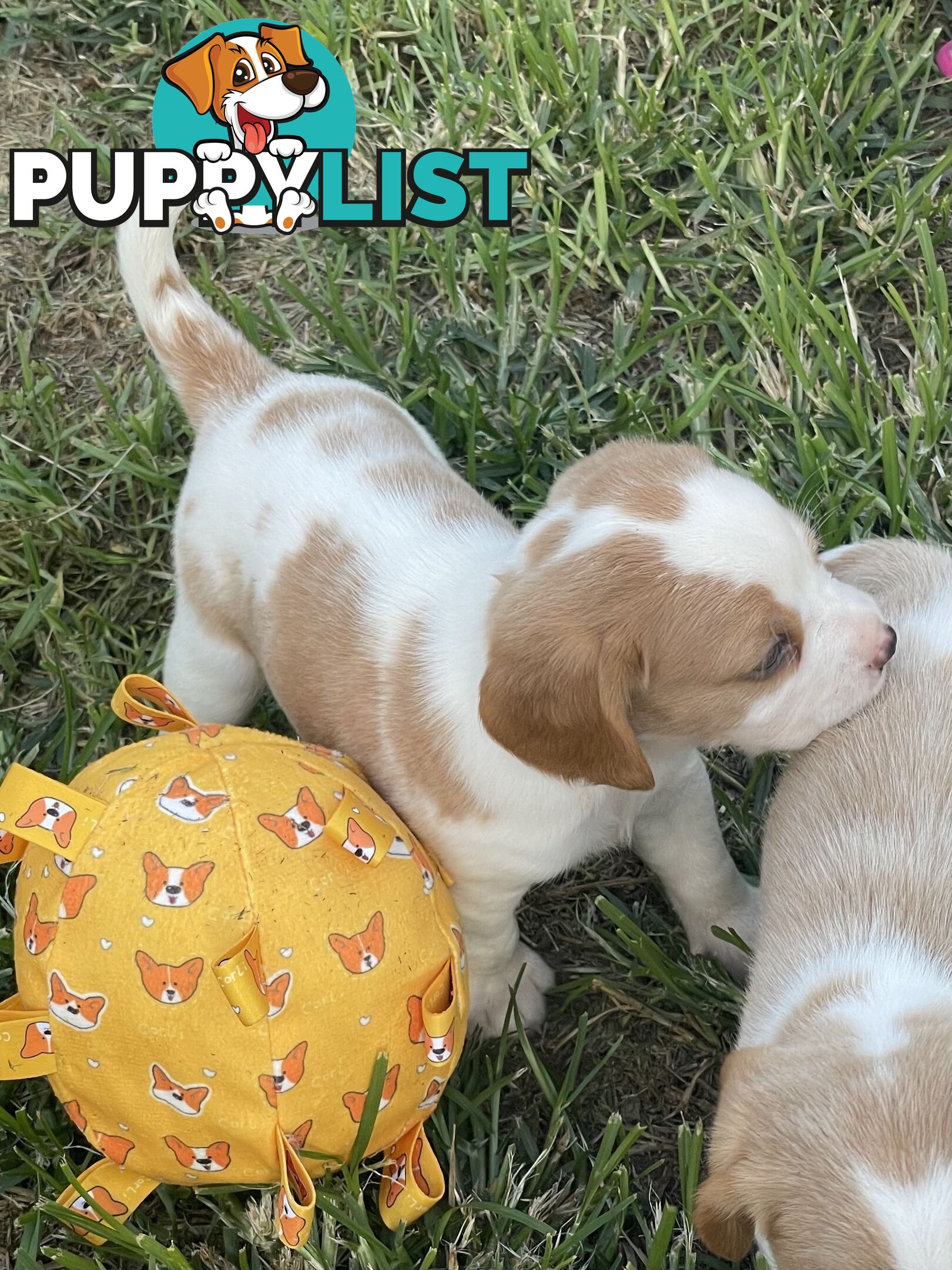 Absolutely beautiful Beaglier puppies