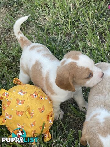 Absolutely beautiful Beaglier puppies