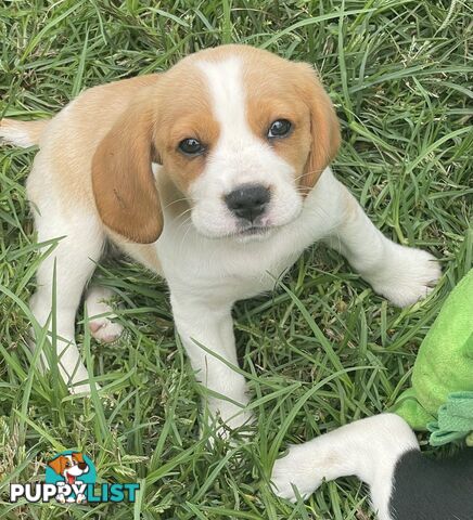 Absolutely beautiful Beaglier puppies