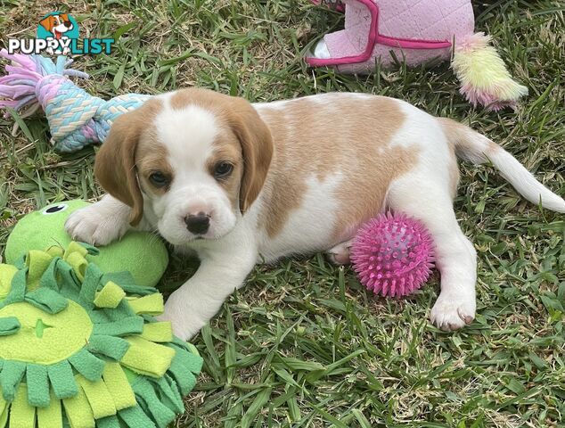 Absolutely beautiful Beaglier puppies