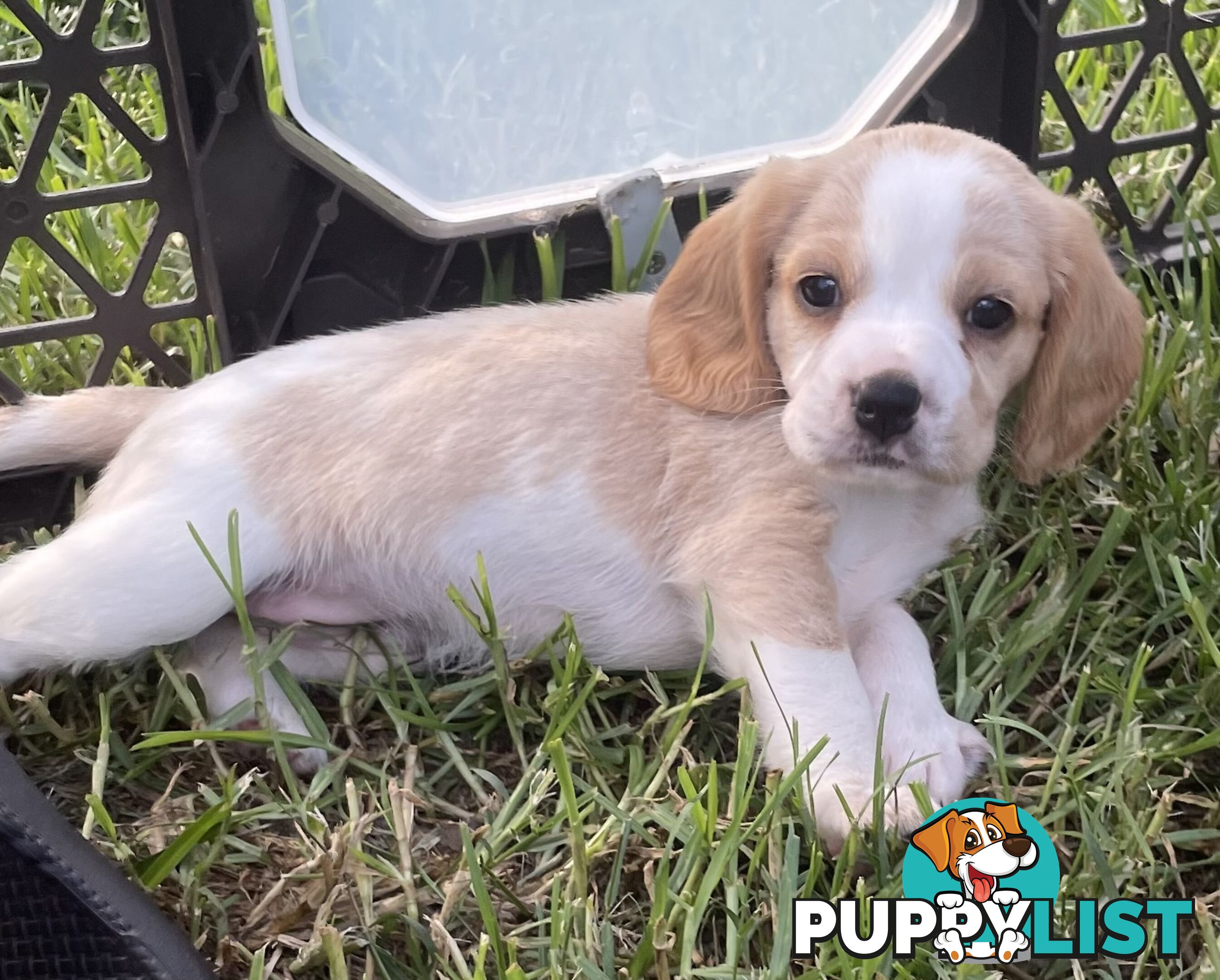 Absolutely beautiful Beaglier puppies