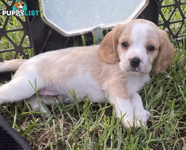 Absolutely beautiful Beaglier puppies