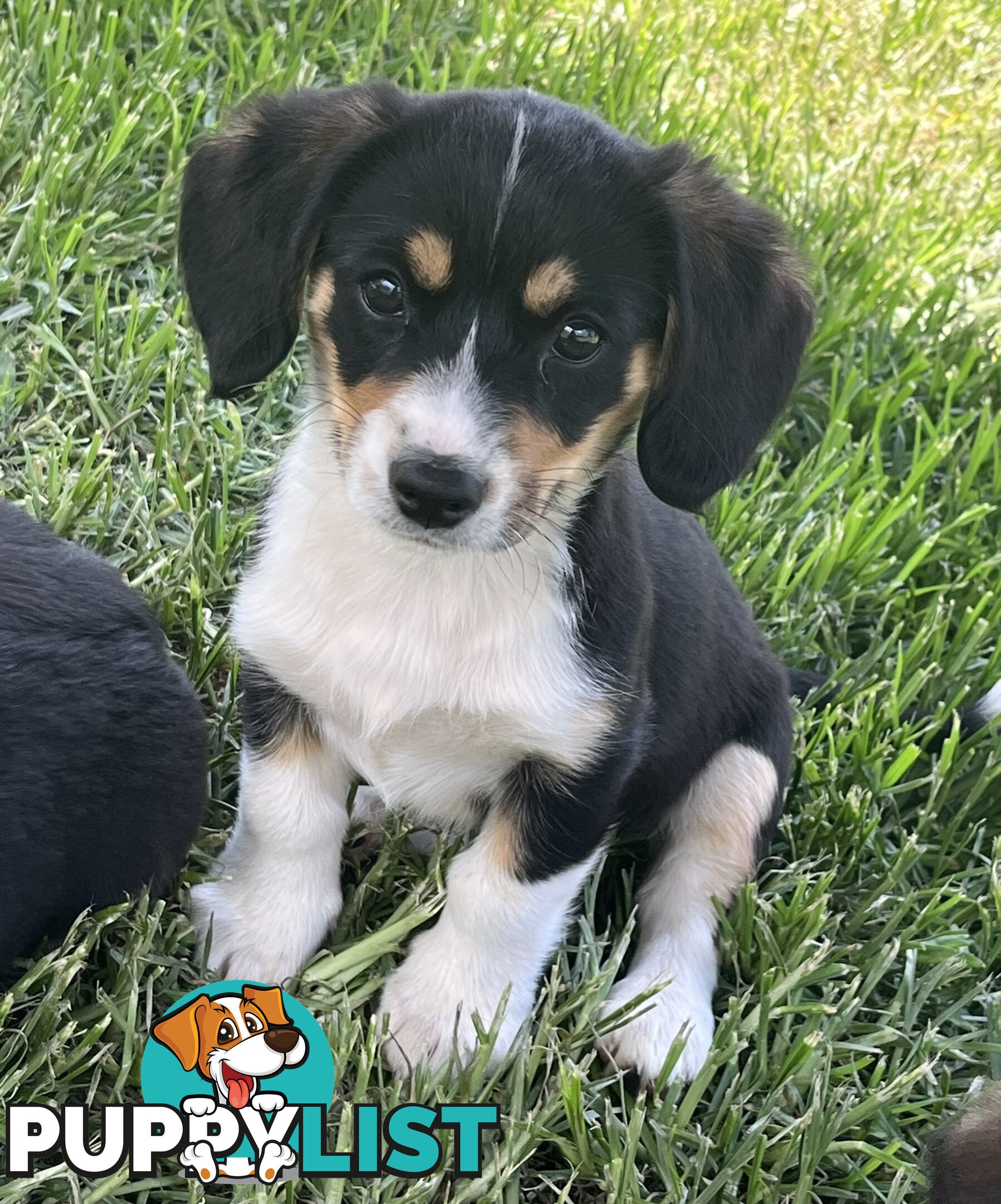 Beautiful Corgi x Cavalier puppies