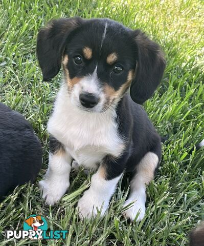 Beautiful Corgi x Cavalier puppies