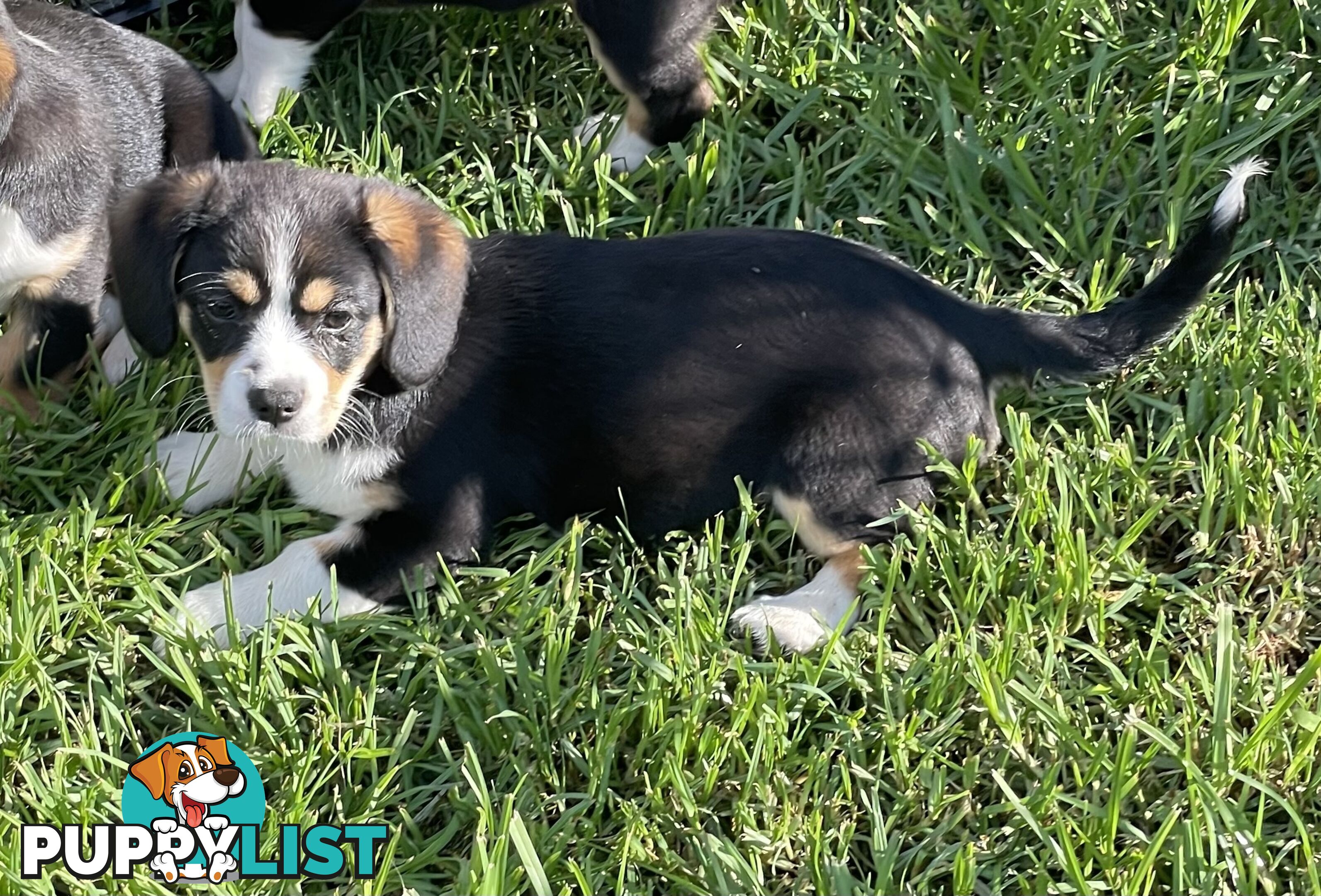 Beautiful Corgi x Cavalier puppies