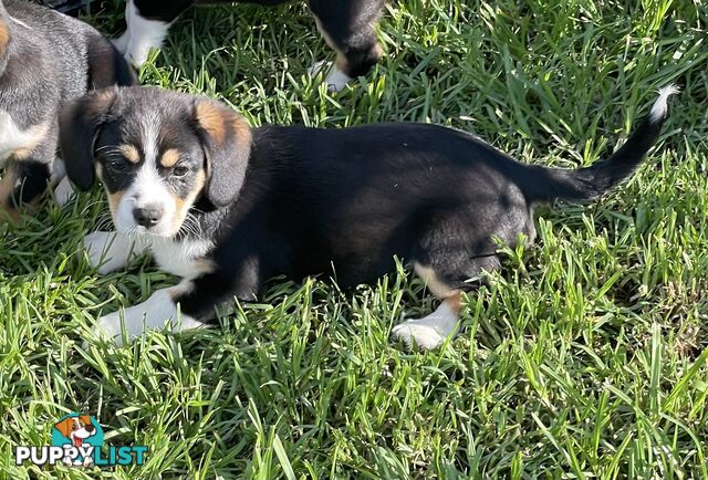 Beautiful Corgi x Cavalier puppies