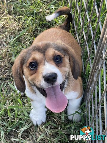 Beautiful Corgi x Cavalier puppies