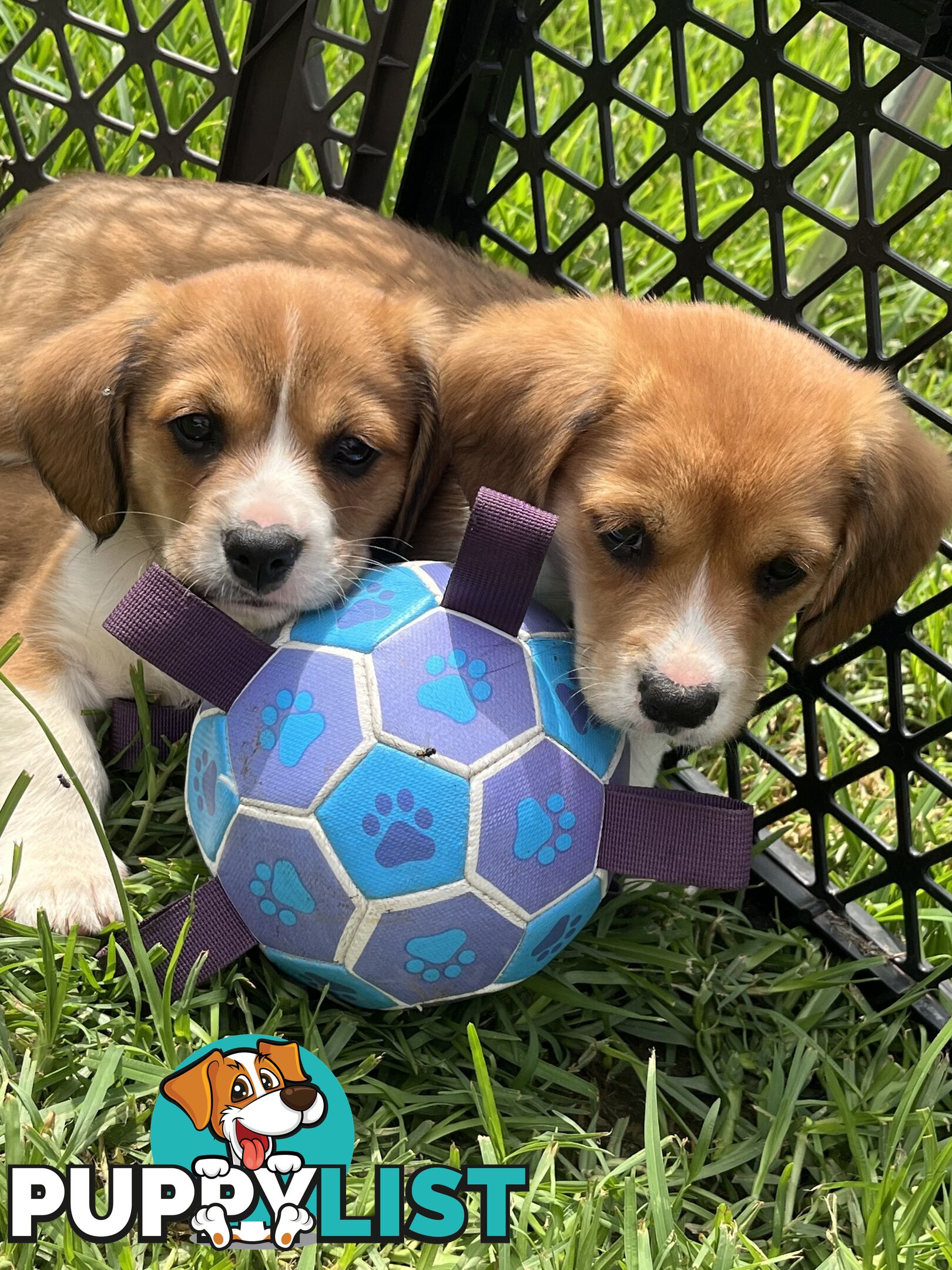 Beautiful Corgi x Cavalier puppies