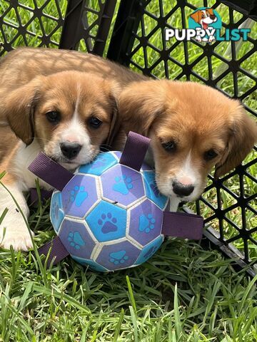 Beautiful Corgi x Cavalier puppies