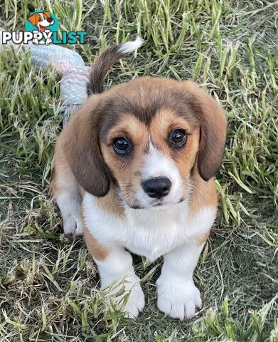 Beautiful Corgi x Cavalier puppies