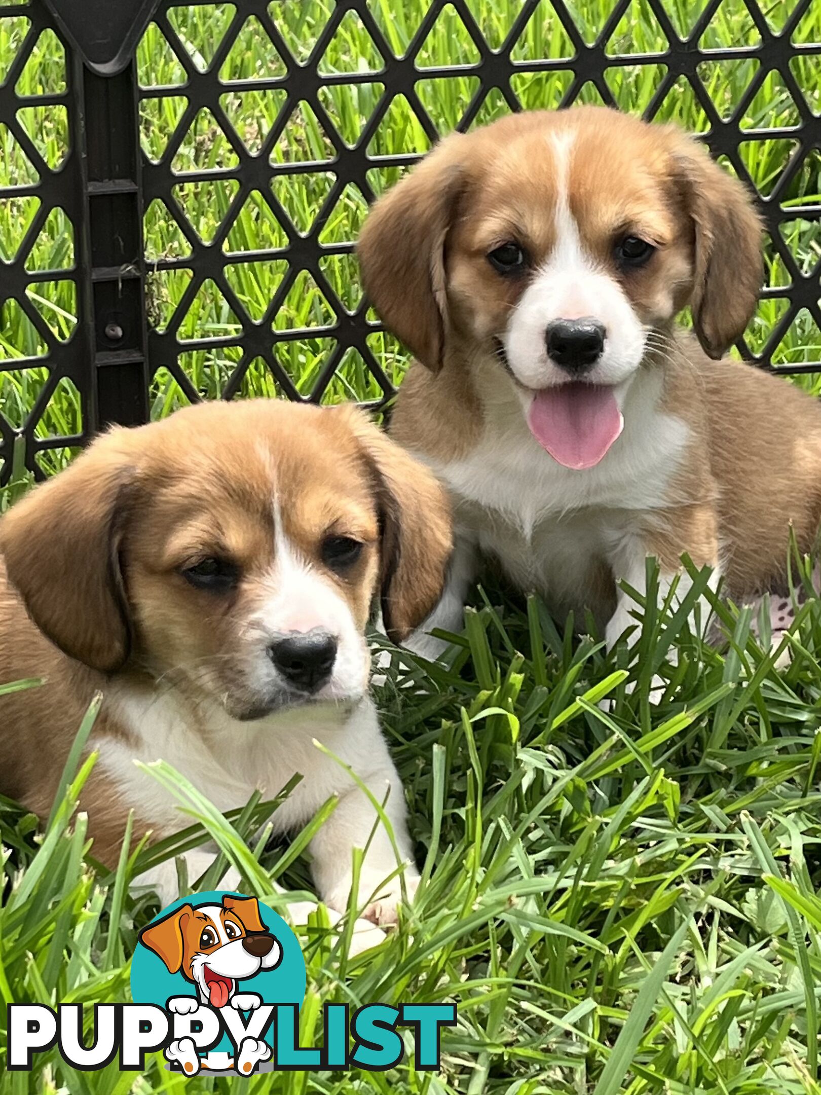 Beautiful Corgi x Cavalier puppies