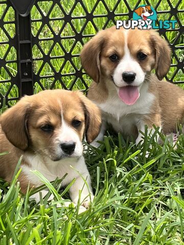 Beautiful Corgi x Cavalier puppies