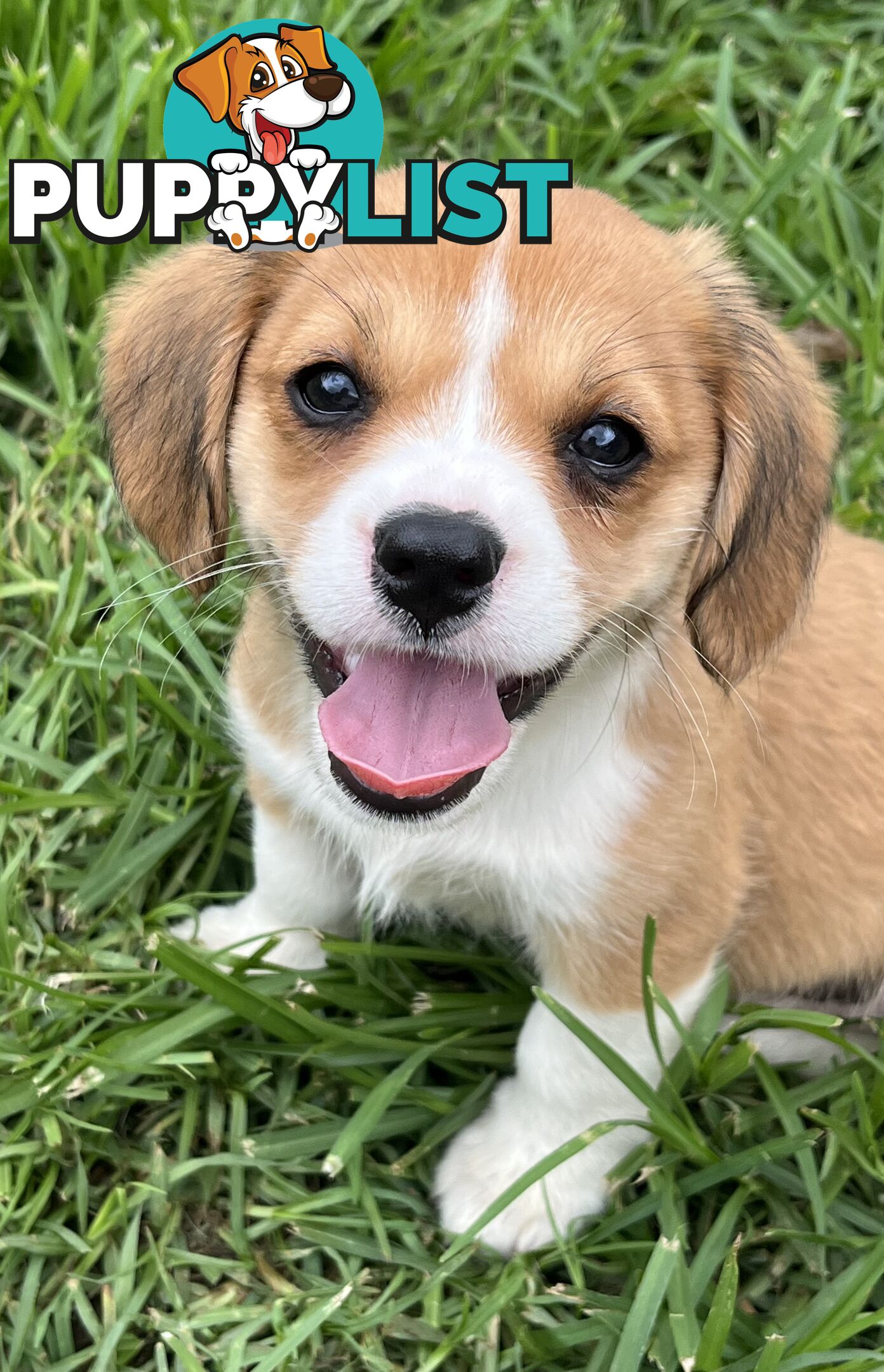 Beautiful Corgi x Cavalier puppies