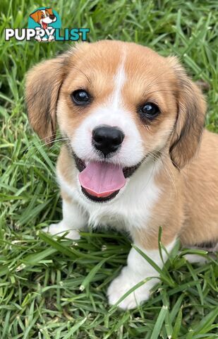 Beautiful Corgi x Cavalier puppies