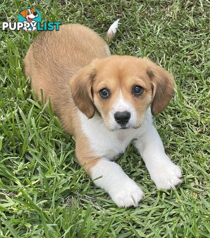 Beautiful Corgi x Cavalier puppies