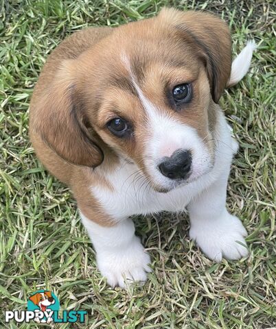 Beautiful Corgi x Cavalier puppies