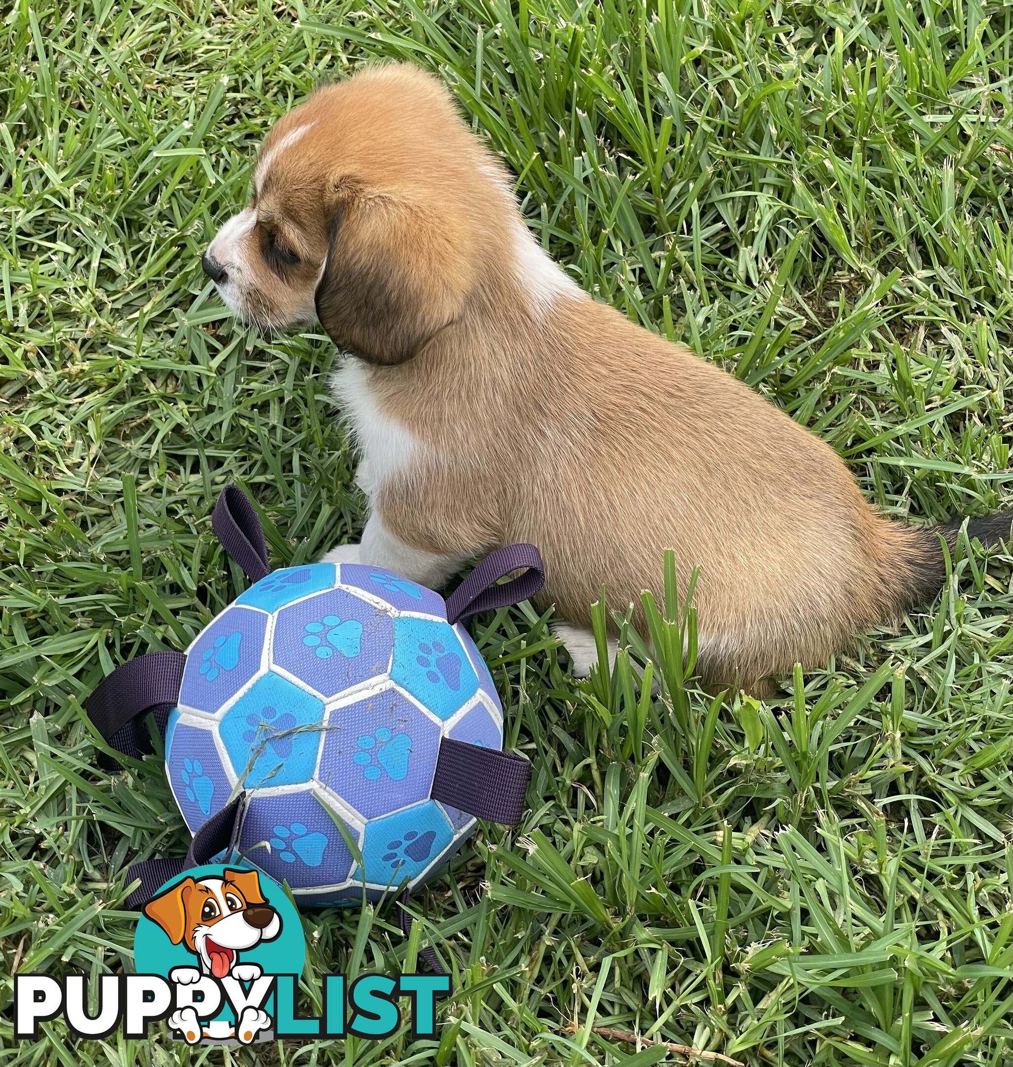 Beautiful Corgi x Cavalier puppies