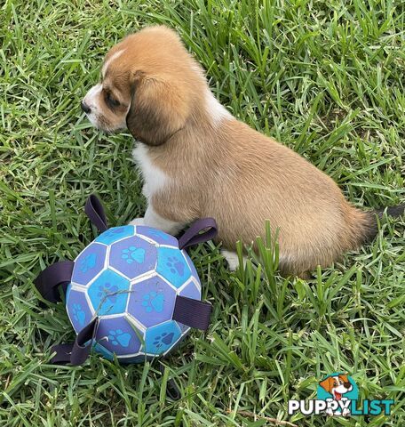 Beautiful Corgi x Cavalier puppies