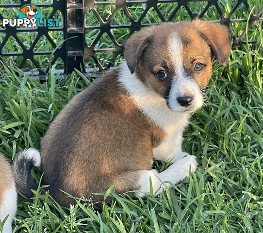 Corgi x Jack Russell puppies