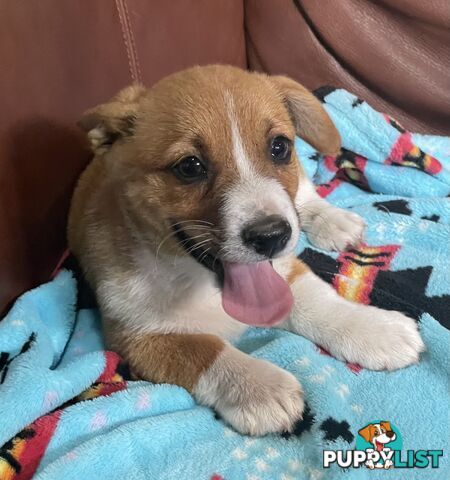 Corgi x Jack Russell puppies