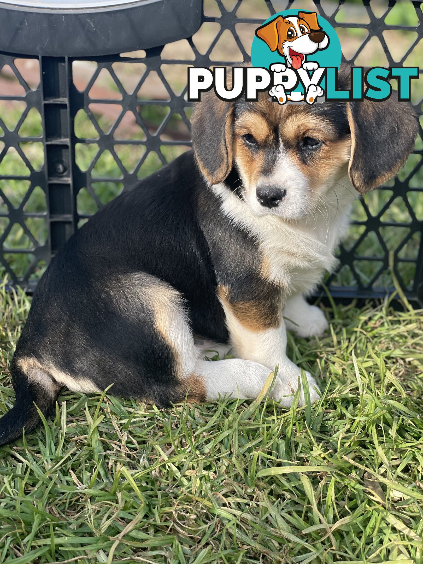 Beautiful Corgi x Cavalier puppies